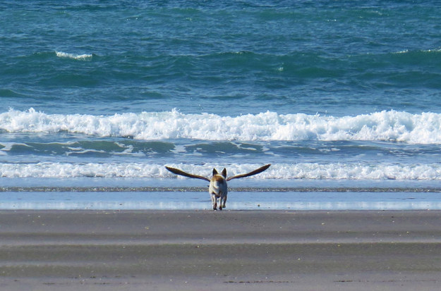 Dog or a seagull